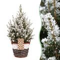 Picea glauca Conica (petit sapin de Noël) avec panier – Ø17 cm, 65 cm de haut – blanc