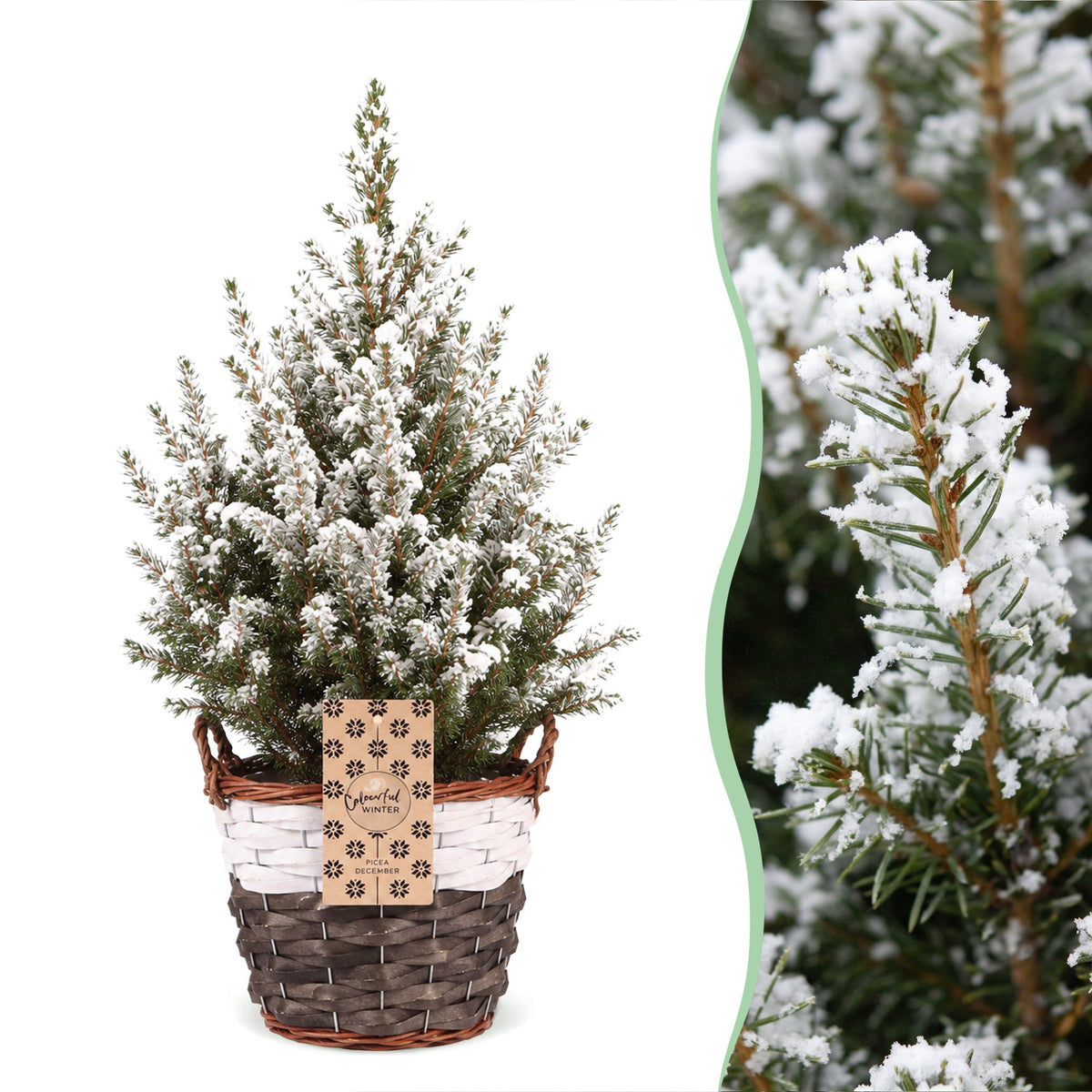 Picea glauca Conica (petit sapin de Noël) avec panier – Ø17 cm, 65 cm de haut – blanc