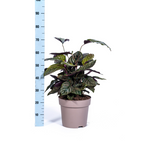 Calathea Ornata Sanderiana – Ø27 cm, 60–80 cm høj