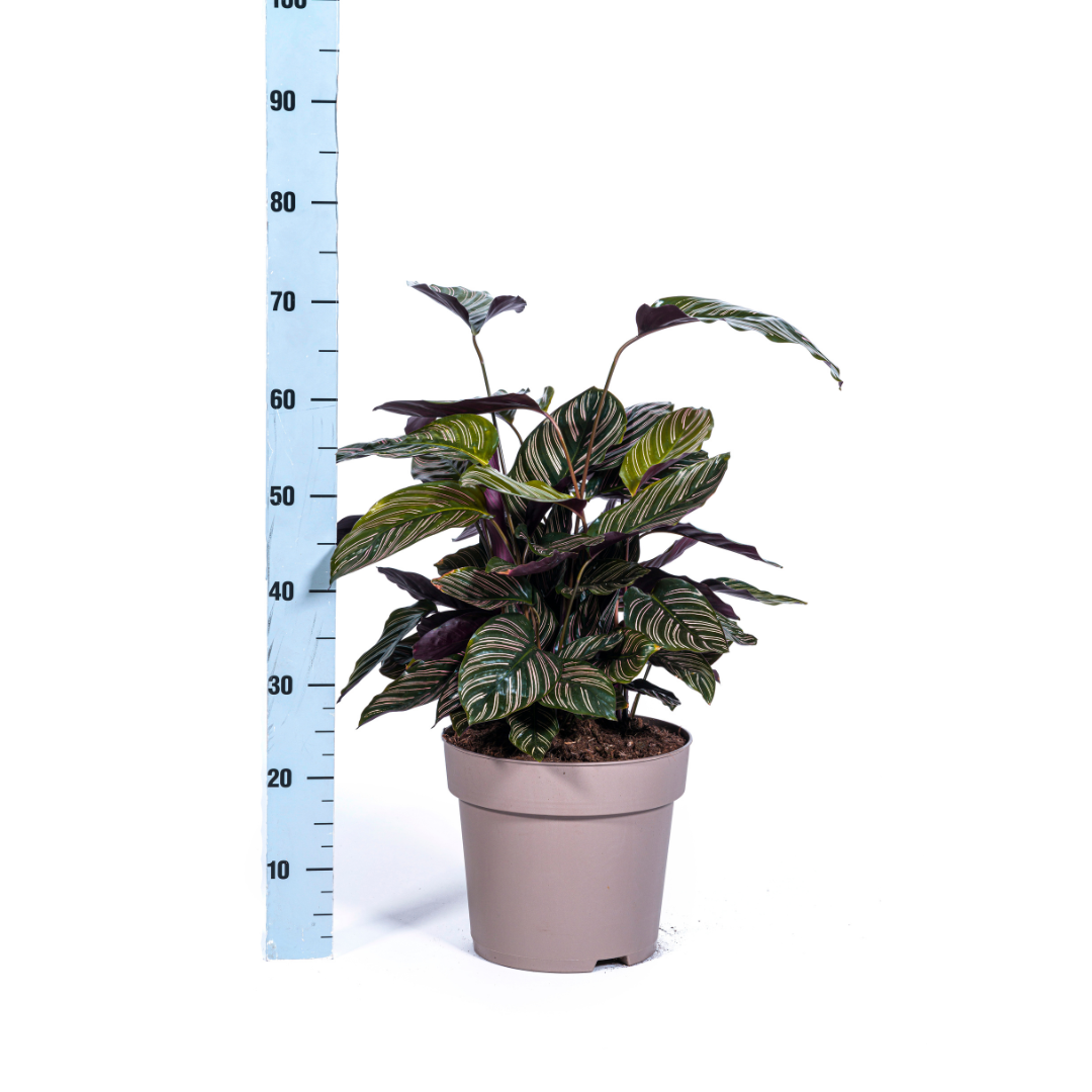 Calathea Ornata Sanderiana – Ø27 cm, 60–80 cm høj