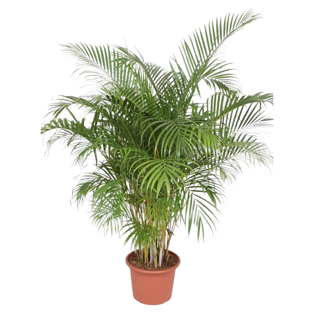 Palmier areca (Dypsis) – Ø 40 cm, 200 cm de haut