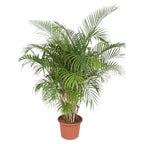Palmier areca (Dypsis) – Ø 40 cm, 200 cm de haut