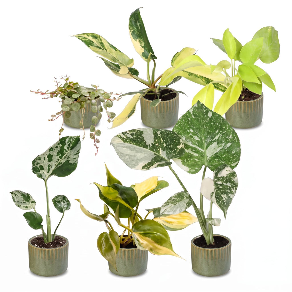6× jeunes plantes Tropical Mix incl. Linnea Olive – Ø6 cm, 10–15 cm de haut