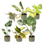 6× jeunes plantes Tropical Mix incl. Linnea Olive – Ø6 cm, 10–15 cm de haut