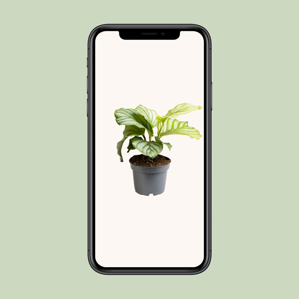 Calathea orbifolia – Ø12 cm, 25 cm hoog