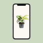 Calathea orbifolia – Ø12 cm, 25 cm hoog