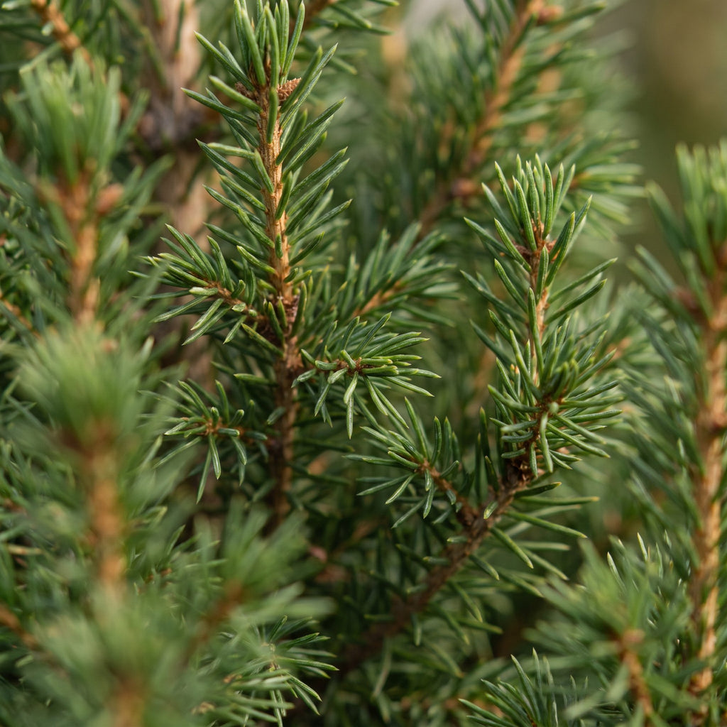 4× Picea glauca Conica (sapin de Noël) – Ø13 cm, 45 cm de haut