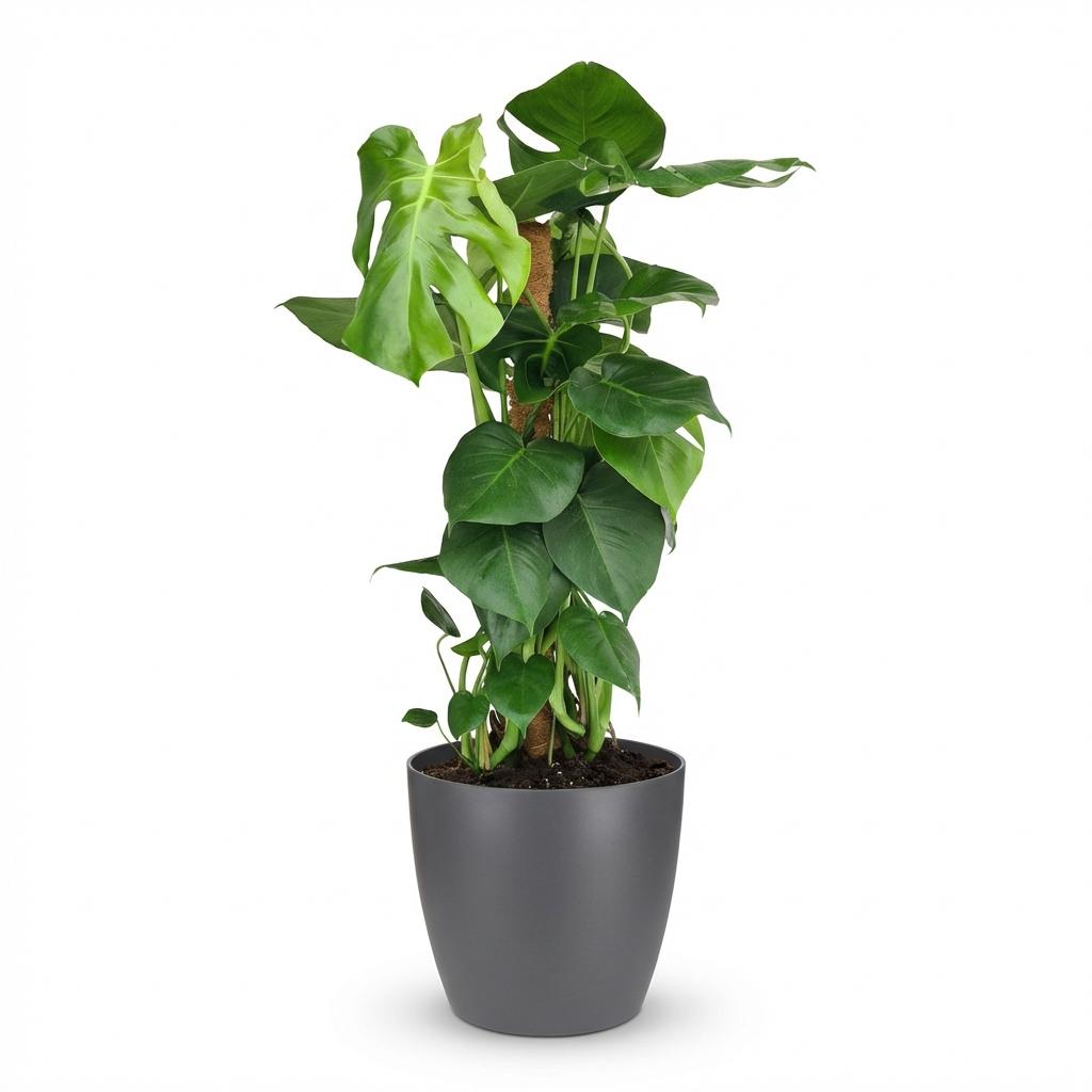 Monstera deliciosa (gatenplant) in Potter-sierpot grijs – Ø19 cm, 90 cm hoog