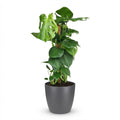 Monstera deliciosa (gatenplant) in Potter-sierpot grijs – Ø19 cm, 90 cm hoog