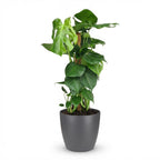Monstera deliciosa (gatenplant) in Potter-sierpot grijs – Ø19 cm, 90 cm hoog