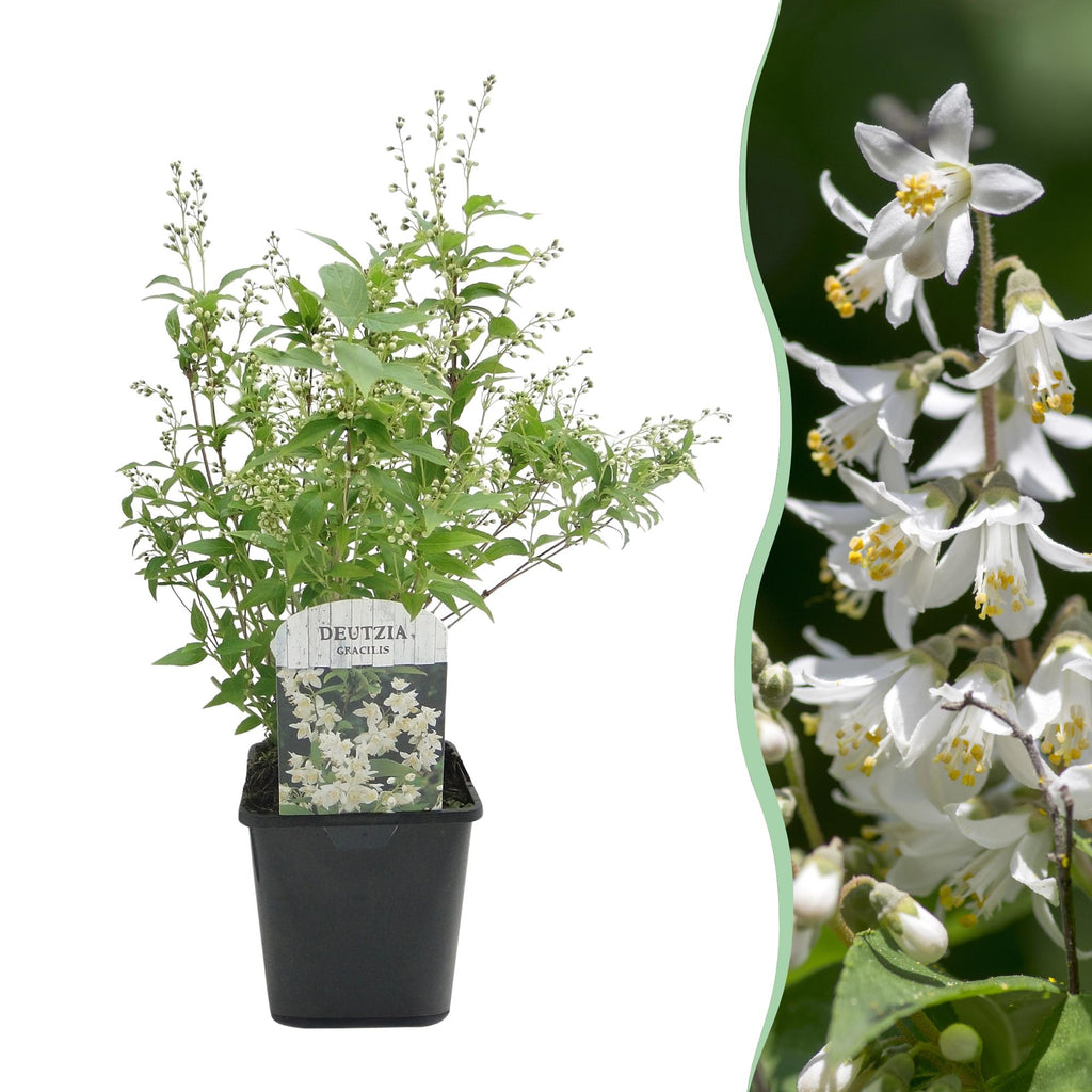 Hecken Dedia Gracilis – weiß – Ø 17 cm, 45 cm hoch