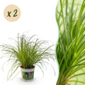 2× Cyperus alternifolius Zumula (Schwertlilie) – Ø12 cm, 28–30 cm hoch