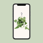 Scindapsus pictus Trebie – Ø15 cm, 25 cm hoog