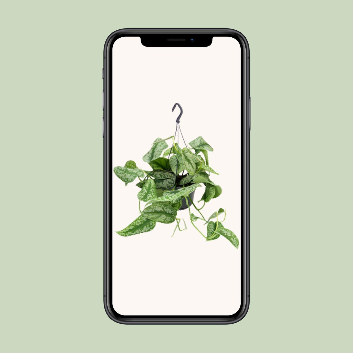 Scindapsus pictus Trebie – Ø15 cm, 25 cm hoog