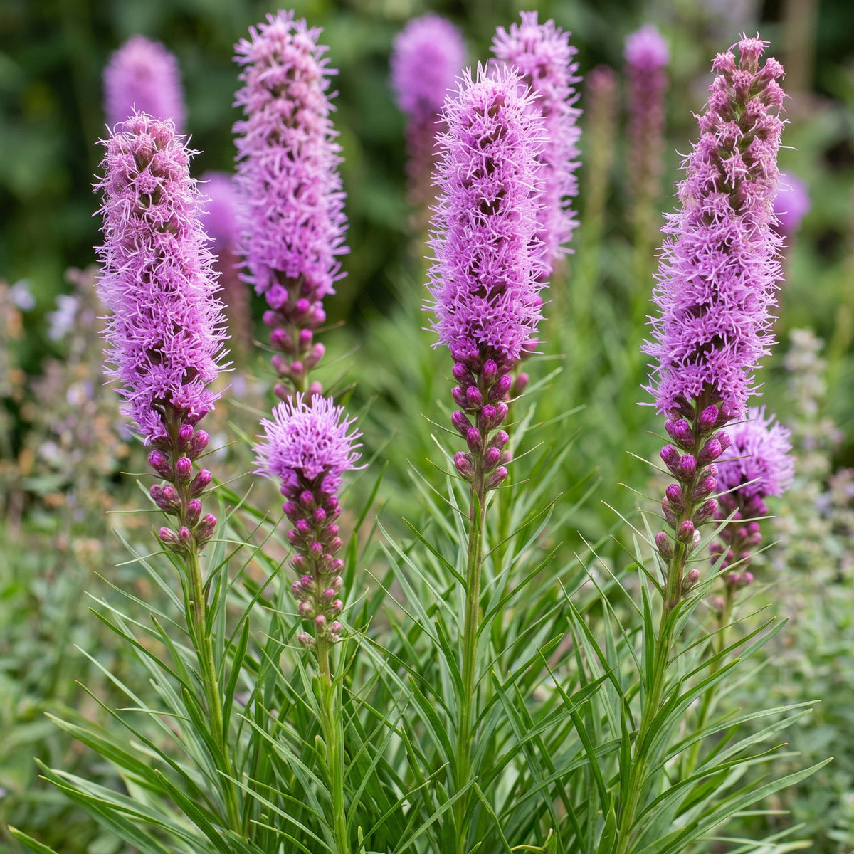 Liatris spicata (liatris) – violet – 12 plantes, Ø11 cm, 15–25 cm de haut – photo 5