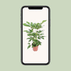 Schefflera Actinophylla Amate (fingerpalme) – Ø24 cm, 100 cm høj