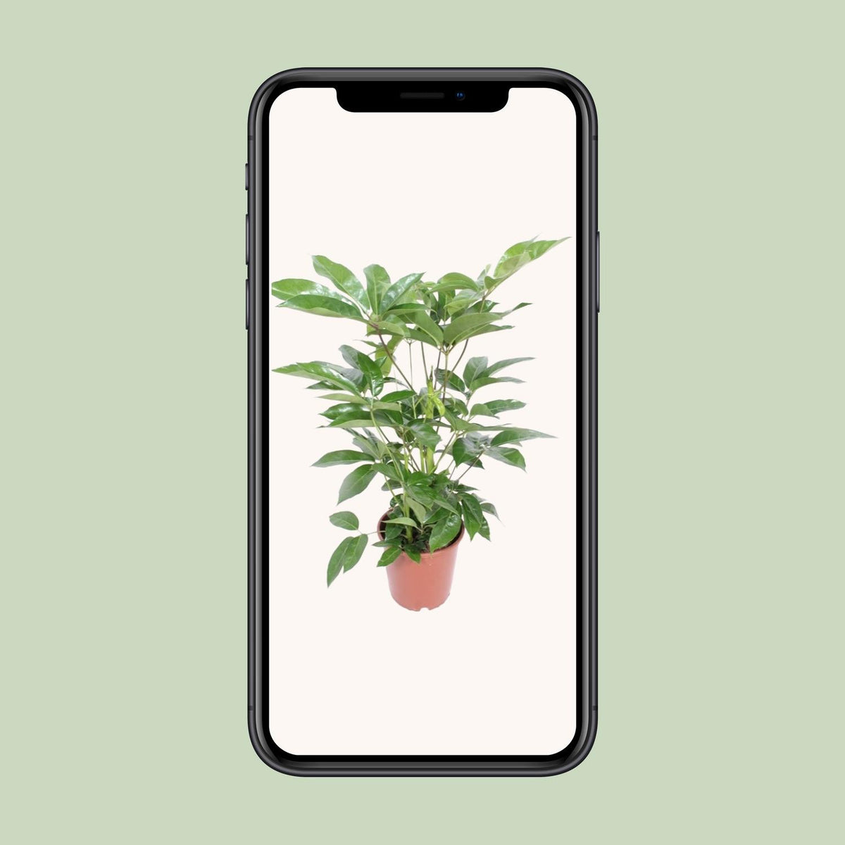 Schefflera Actinophylla Amate (vingersboom) – Ø24 cm, 100 cm hoog