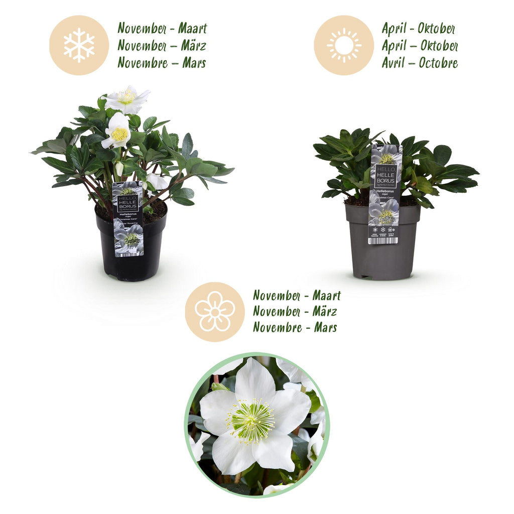 Helleborus 'Christmas Carol' (witte bloem) – 4 planten, Ø11 cm, 25 cm hoog – foto 9