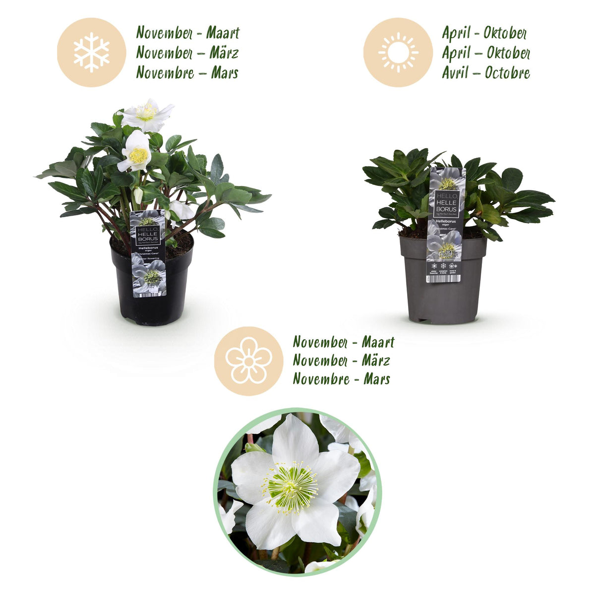 Helleborus 'Christmas Carol' (witte bloem) – 4 planten, Ø11 cm, 25 cm hoog – foto 9