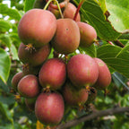 Actinidia deliciosa 'Ken,s Red' (kiwi) – 2 plantor, Ø15 cm, 50 cm höga