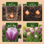Tulpenmix 'Macron' – 48 Blumenzwiebeln (Zwiebelgröße 11/12)