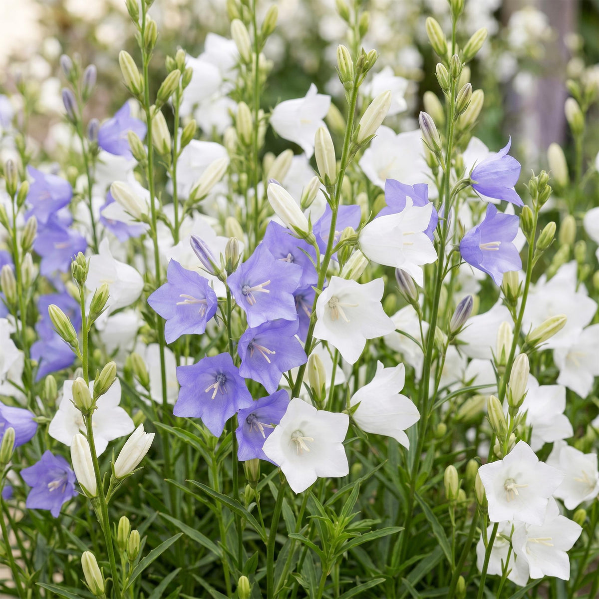 Campanula persicaria 'Duo' (perzikbladklokje) – blauw-wit – 12 planten, Ø11 cm, 15–25 cm hoog