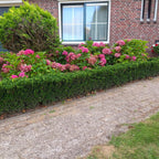Euonymus japonica 'Green Spire' (spindle) – 6 plants, Ø9 cm, 10–25 cm high