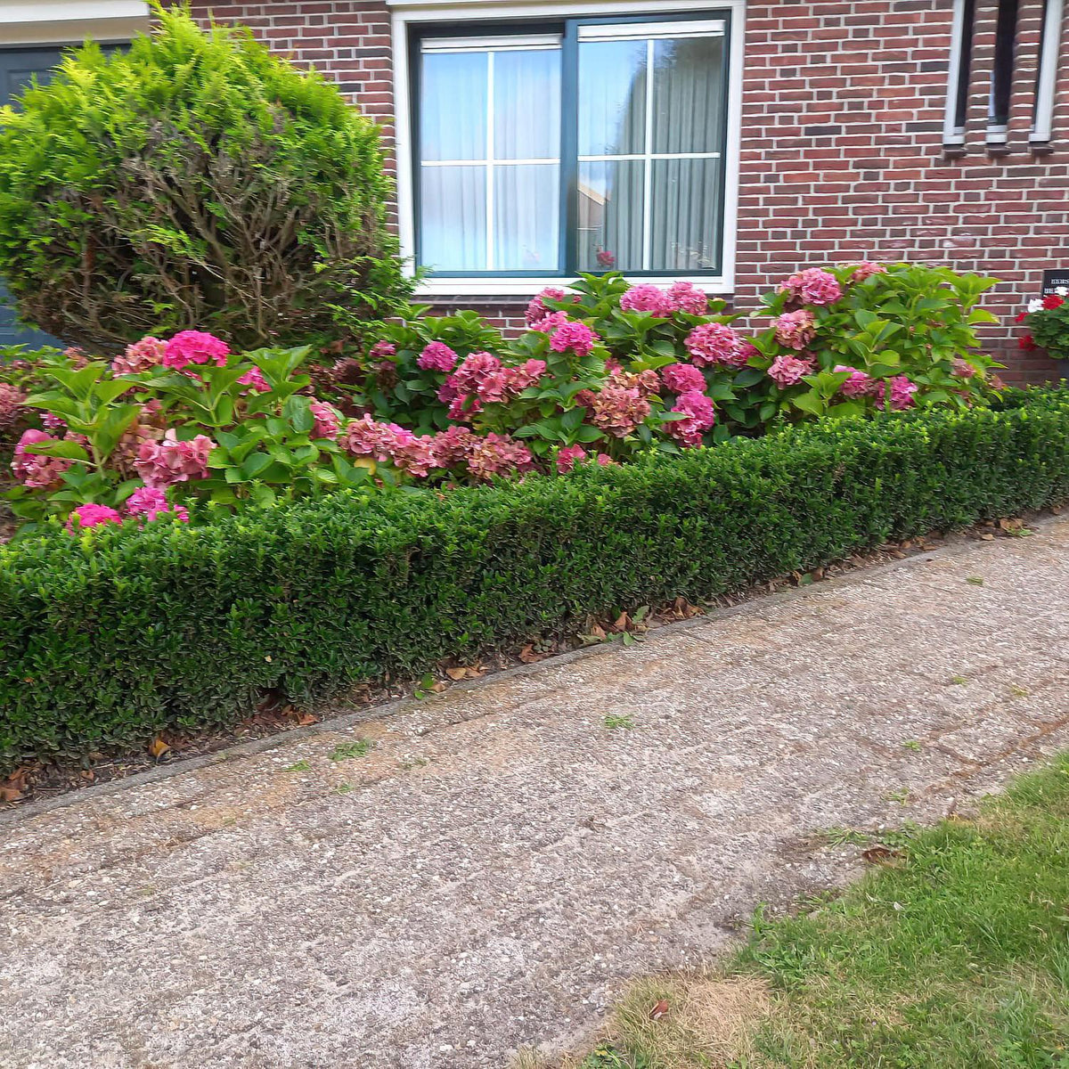 Euonymus japonica 'Green Spire' (spindle) – 6 plants, Ø9 cm, 10–25 cm high – photo 6