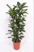 Ficus Cyathistipula – Ø27 cm, 100–120 cm de haut