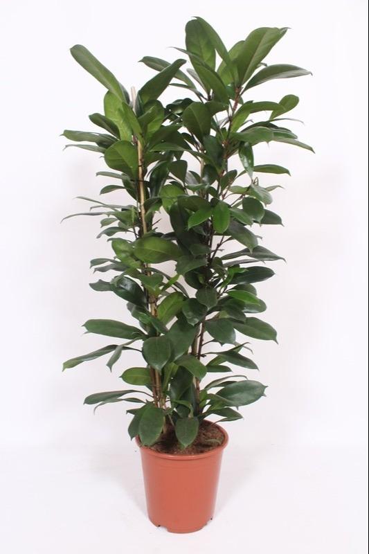 Ficus Cyathistipula – Ø27 cm, 100–120 cm hoog