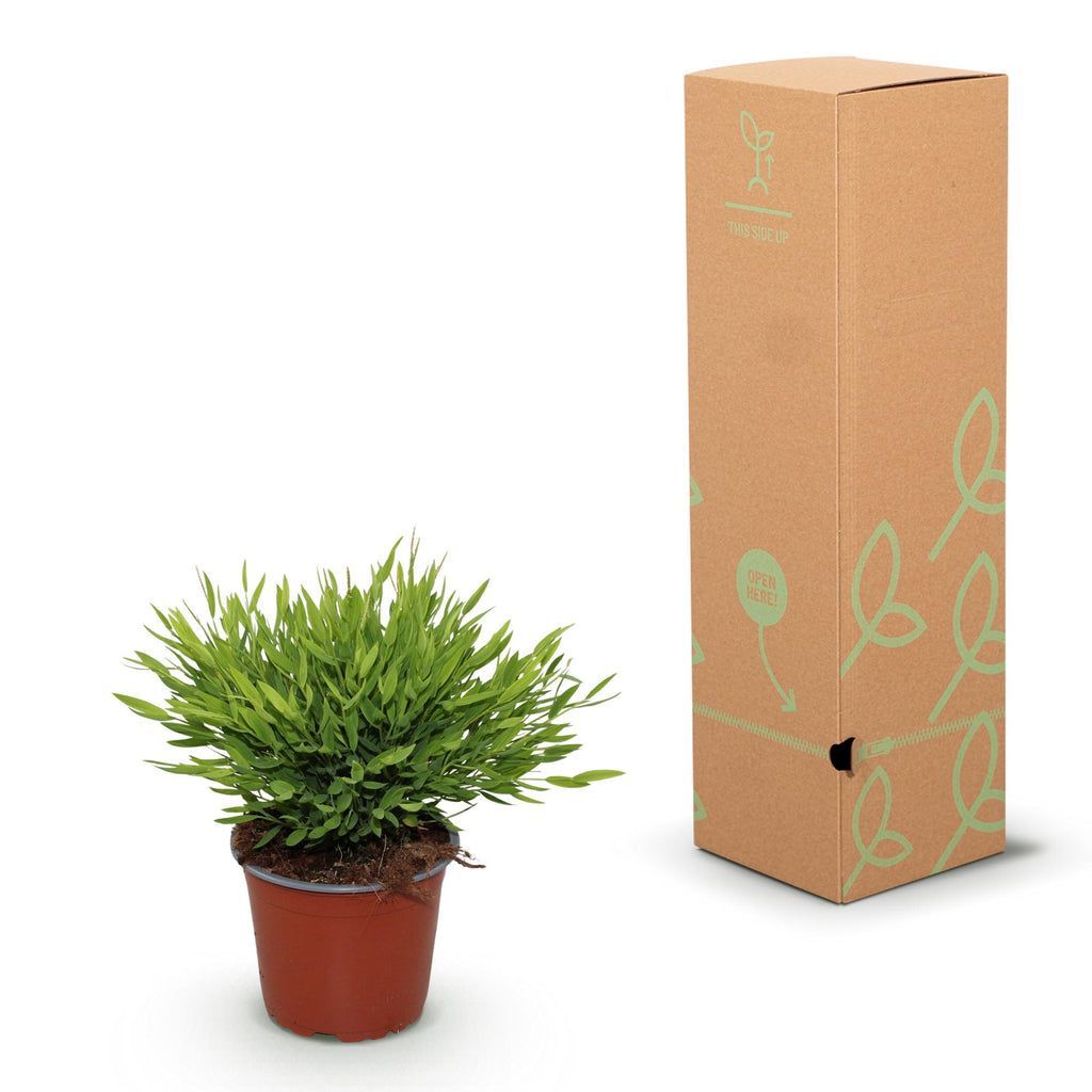 2× Bamusa Pogonatherum Monica (bambusgræs) – Ø12 cm, 30–35 cm høj