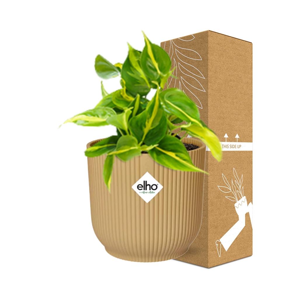 Philodendron scandens ‘Brasil’ in ELHO Vibes Fold 14cm geel – 20 cm hoog