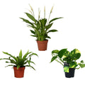 3× Plantenmix – Ø12 cm