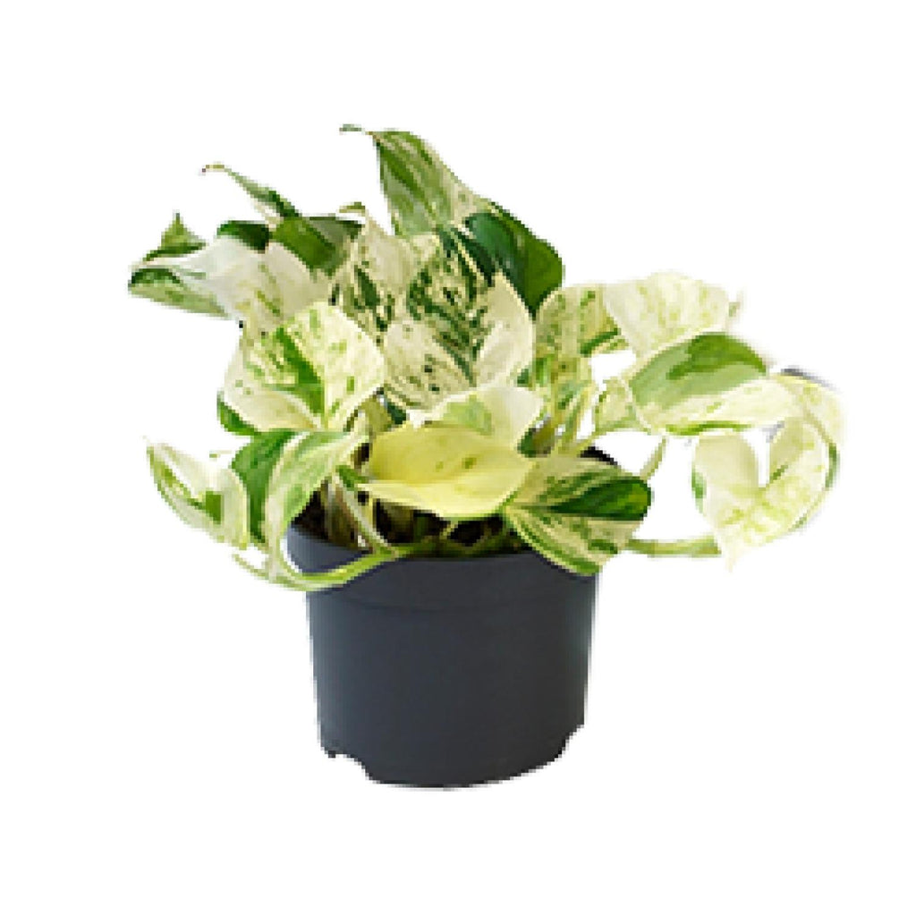 Epipremnum Happy Leaf (Scindapsus) – Ø 12 cm, 15 cm hoch