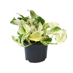 Epipremnum Happy Leaf (Scindapsus) – Ø 12 cm, 15 cm hoch