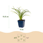 Hemerocallis 'Stella D’Oro' (daglelie) – geel – 6 planten, Ø11 cm, 15–25 cm hoog