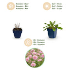 Scabiosa columbaria 'Pink Mist' (Kornblume) – rosa – 3 Pflanzen, Ø 11 cm, 15–25 cm hoch