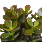 3× Crassula mix (jade plant) without decorative pot – Ø9 cm, 18 cm high