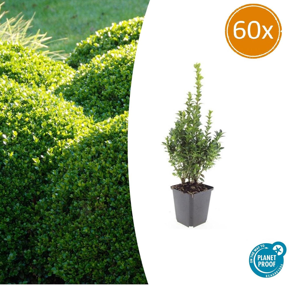 Buxus sempervirens – 60 Pflanzen, Ø 9 cm, 10–25 cm hoch