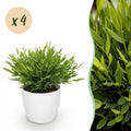 4× Bamusa Pogonatherum Monica (bambusgræs) i hvid Potter-pyntepotte – Ø12 cm, 20 cm høj