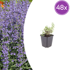 Nepeta 'Grol' (menthe pour chat) – 48 plants, Ø9 cm, 10–25 cm de haut