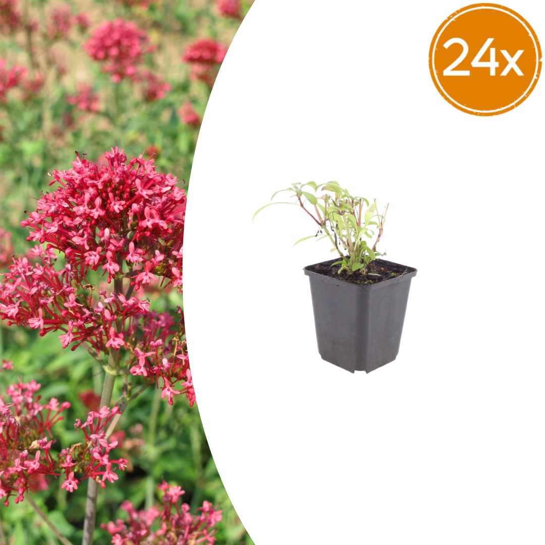 Centranthus ruber 'Coccineus' (spoorbloem) – 24 planten, Ø9 cm, 10–25 cm hoog