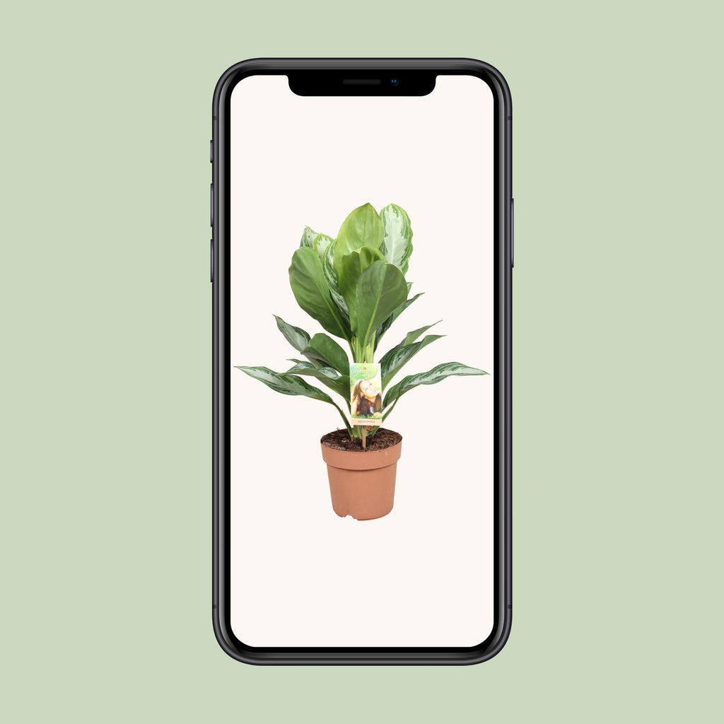 Aglaonema Silver Bay – Ø17 cm, 55 cm hoog