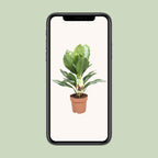 Aglaonema Silver Bay – Ø17 cm, 55 cm hoog