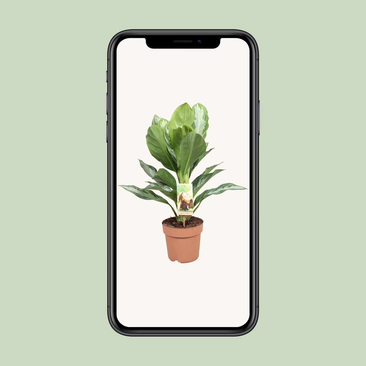Aglaonema Silver Bay – Ø17 cm, 55 cm høj