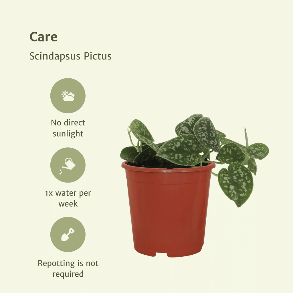 4× Scindapsus pictus – Ø12 cm, 15 cm hoog