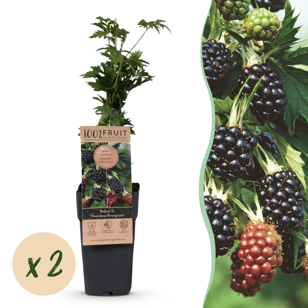 Rubus fruticosus 'Thornless Evergreen' (Brombeere) – 2 Pflanzen, Ø15 cm, 50 cm hoch