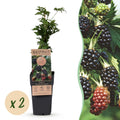 Rubus fruticosus 'Thornless Evergreen' (Brombeere) – 2 Pflanzen, Ø15 cm, 50 cm hoch
