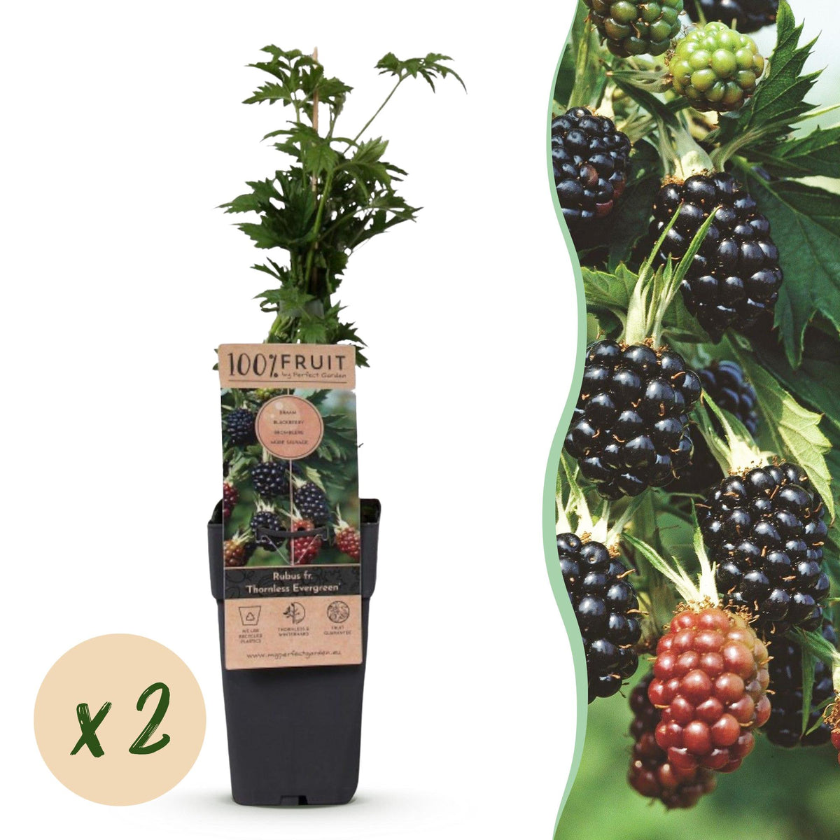 Rubus fruticosus 'Thornless Evergreen' (Brombeere) – 2 Pflanzen, Ø15 cm, 50 cm hoch