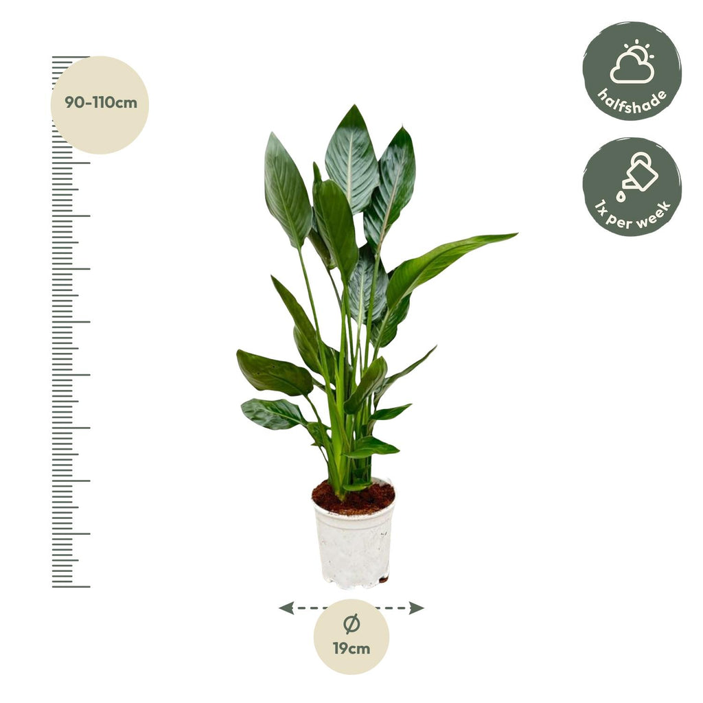 Strelitzia reginae (bird of paradise) – Ø21 cm, 100 cm high – photo 2